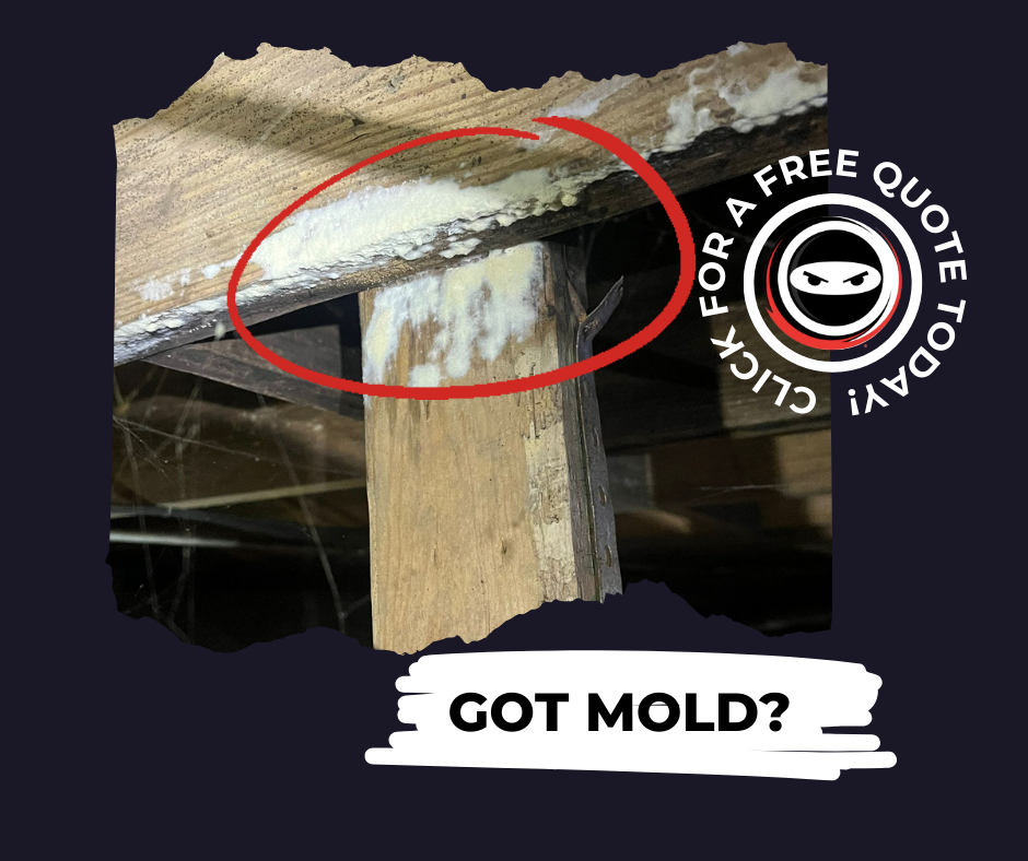 mold removal